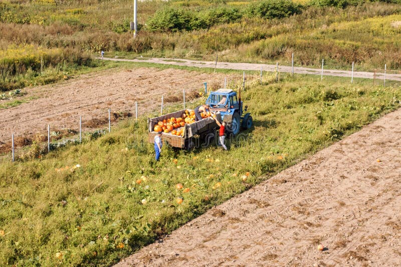 Harvest orange pumpkin, harvest pumpkin, tractor collects pumpkin in the field, kholmogorovka village, Kaliningrad region, Russia, September 1, 2019. Harvest orange pumpkin, harvest pumpkin, tractor collects pumpkin in the field, kholmogorovka village, Kaliningrad region, Russia, September 1, 2019