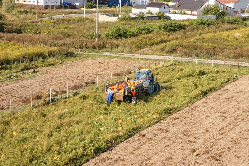 Harvest orange pumpkin, harvest pumpkin, tractor collects pumpkin in the field, kholmogorovka village, Kaliningrad region, Russia, September 1, 2019. Harvest orange pumpkin, harvest pumpkin, tractor collects pumpkin in the field, kholmogorovka village, Kaliningrad region, Russia, September 1, 2019