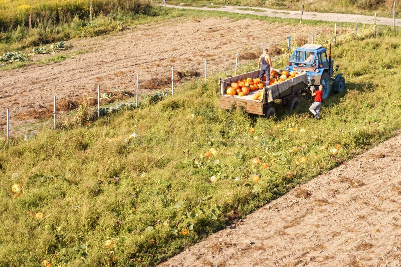 Harvest orange pumpkin, harvest pumpkin, tractor collects pumpkin in the field, kholmogorovka village, Kaliningrad region, Russia, September 1, 2019. Harvest orange pumpkin, harvest pumpkin, tractor collects pumpkin in the field, kholmogorovka village, Kaliningrad region, Russia, September 1, 2019