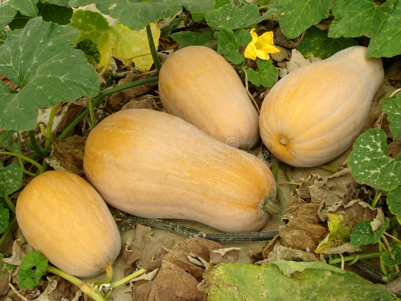 Κολοκύνθες Butternut στοκ εικόνες