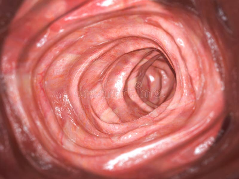 Colonoscopy. Inside of healthy colon, large intestine.Human digestive system. 3d illustration. Colonoscopy. Inside of healthy colon, large intestine.Human digestive system. 3d illustration