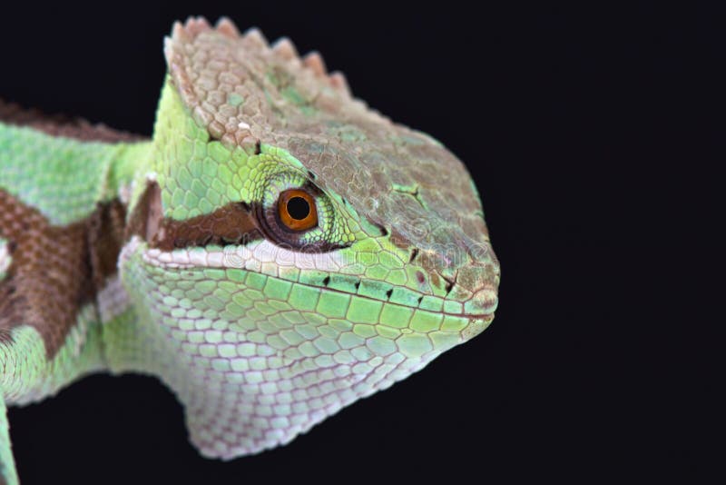 Κομμένο οδοντωτά casquehead iguana (serratus Laemanctus) στοκ εικόνα Κομμένο οδοντωτά casquehead iguana (serratus Laemanctus) στοκ εικόνα