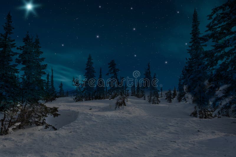 Night scene with snow-covered christmas trees in winter forest on the background of stars and sky. Night scene with snow-covered christmas trees in winter forest on the background of stars and sky