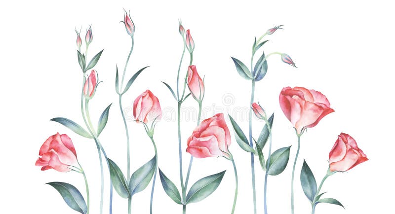Κομψό floral υπόβαθρο με τα ρόδινα λουλούδια eustoma απεικόνιση αποθεμάτων