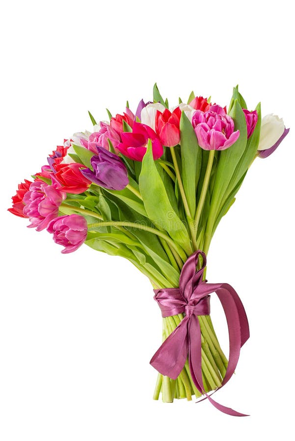 Κομψό μπουκέτο από πολύχρωμη tulipstied με ταινία lilac απομονωμένη σε λευκό φόντο. Απομονωμένο σε διαφανές φόντο. στοκ εικόνες