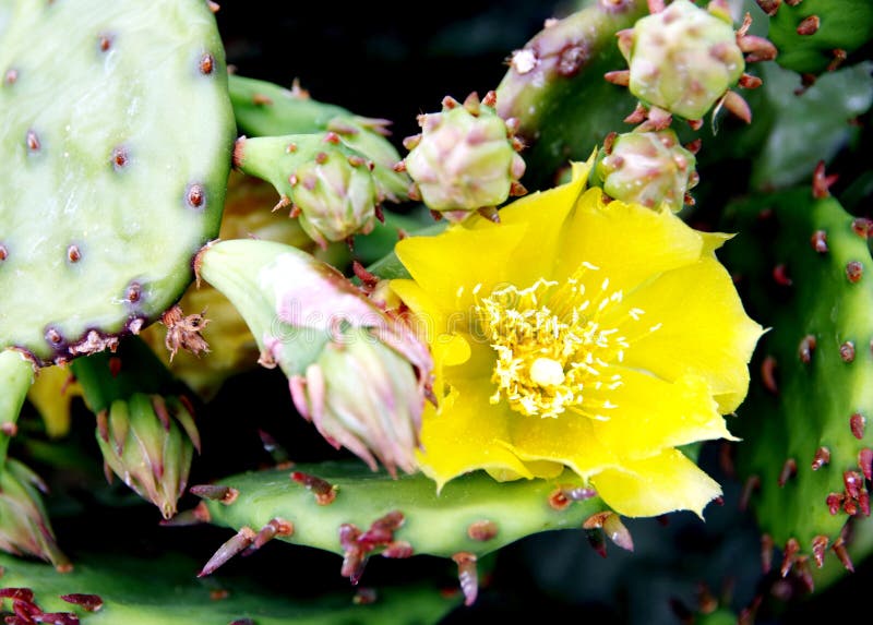 Single prickly pear blossom, widespread cactus species, bright yellow cactus flower between green cactus leaves, popular ornamental plant,. Single prickly pear blossom, widespread cactus species, bright yellow cactus flower between green cactus leaves, popular ornamental plant,