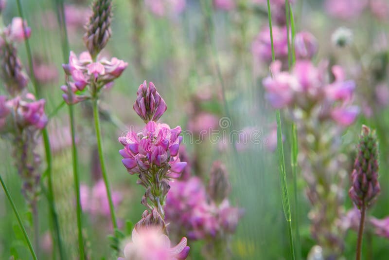 κοντά σε ένα κοινό λουλούδι sainfoin onobrychis viciifolia σε άνθιση στοκ φωτογραφίες
