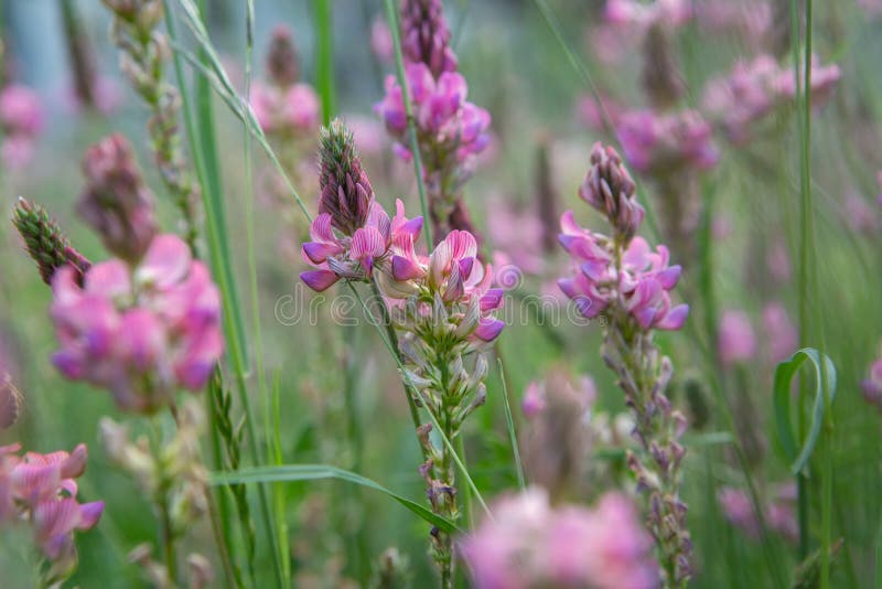 κοντά σε ένα κοινό λουλούδι sainfoin onobrychis viciifolia σε άνθιση στοκ εικόνα με δικαίωμα ελεύθερης χρήσης