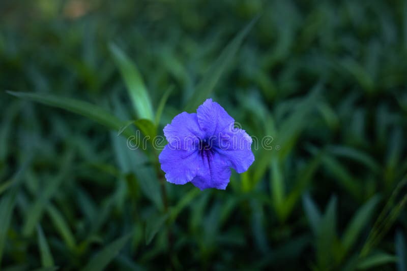 κοντά στην ruellia simplex στον τροπικό κήπο. μεξικάνικο ρομπέλ ή βρεττόνια άγρια πετούνα. άνθος. στοκ εικόνα με δικαίωμα ελεύθερης χρήσης