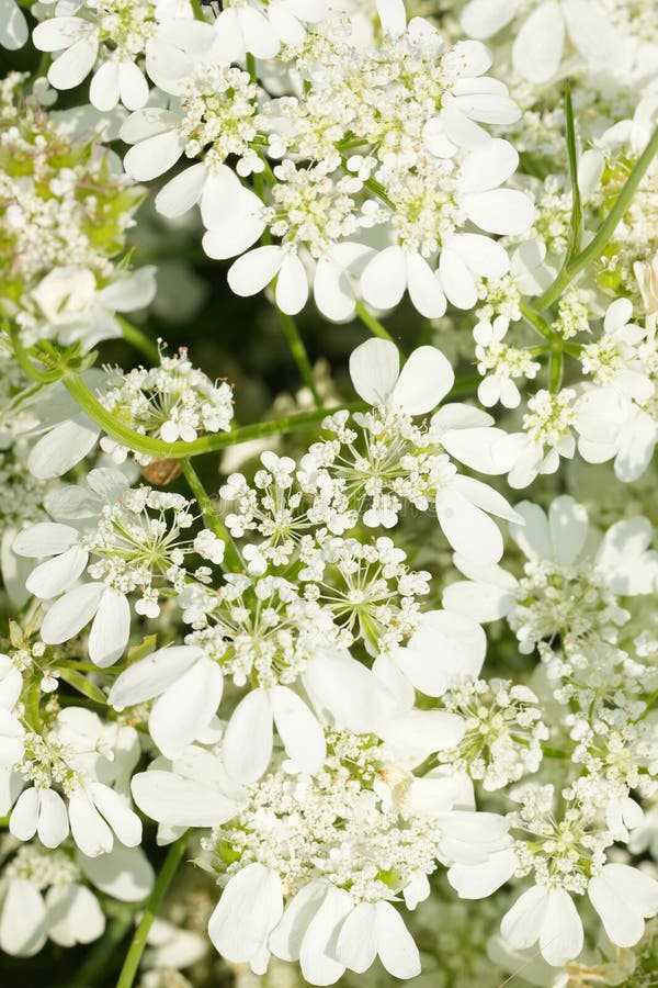 Κοντά στο πλούσιο λευκό ανθοφόρο Largefloough Orlaya grandiflora στα βουλγαρικά βουνά στοκ φωτογραφίες με δικαίωμα ελεύθερης χρήσης