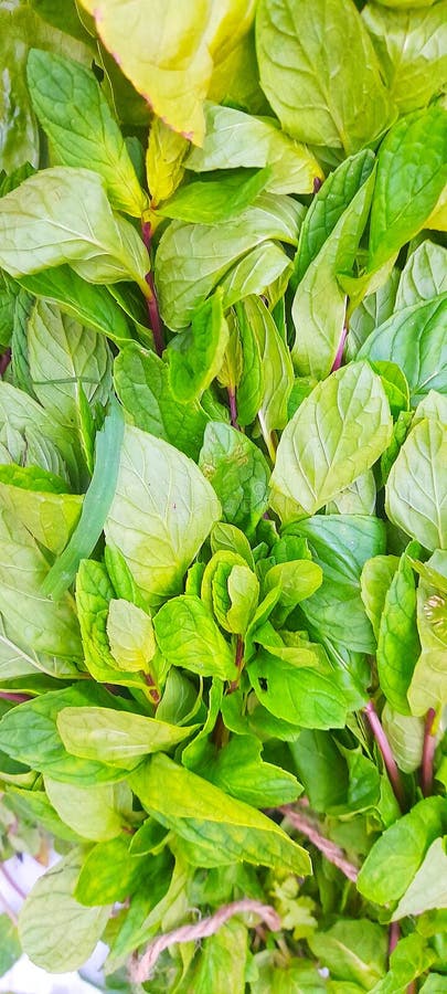 Κοντινή θέα μερικών φύλλων μέντας ή mentha spicata Latin στοκ φωτογραφία με δικαίωμα ελεύθερης χρήσης