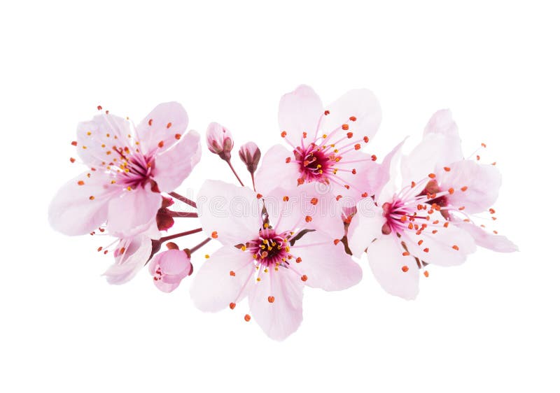 κοντινό ανοιχτό ροζ άνθη κερασιάς sakura απομονωμένο σε λευκό φόντο στοκ εικόνες
