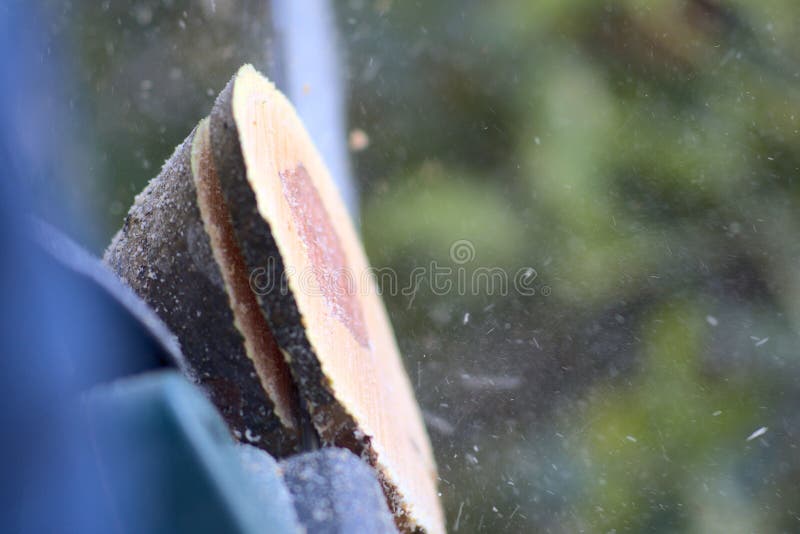 κοντινό πλάνο από ξύλινο δέντρο μήλου κομμένο με αλυσοπρίονο στοκ φωτογραφία με δικαίωμα ελεύθερης χρήσης