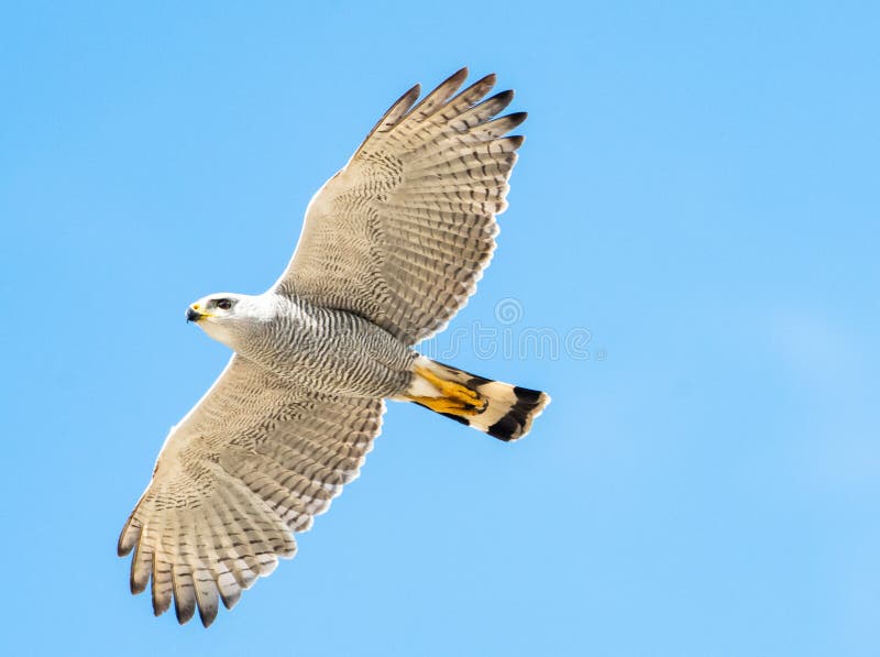 A Gray-lined Hawk, Buteo nitidus, soaring in the bright sunlight with the blue sky in the background. A Gray-lined Hawk, Buteo nitidus, soaring in the bright sunlight with the blue sky in the background.