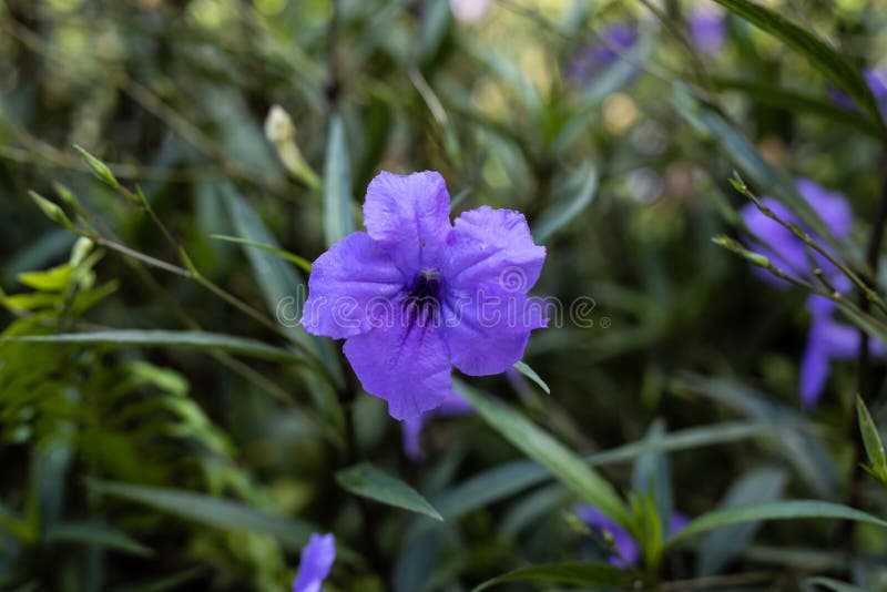 Κοντινό πλάνο της Ruellia simplex σε τροπικό κήπο Μεξικάνικη πετούνια, μεξικάνικο bluebell ή άγριο πετούνια Britton Άνθος λουλουδ στοκ φωτογραφίες