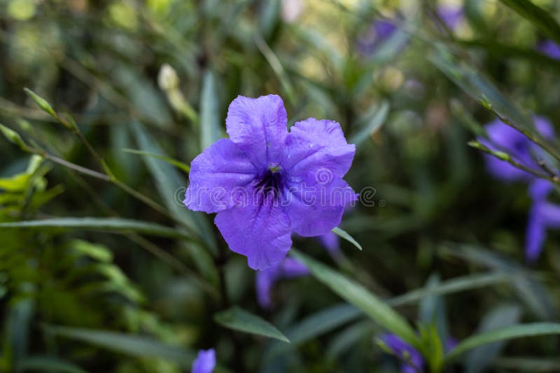 Κοντινό πλάνο της Ruellia simplex σε τροπικό κήπο Μεξικάνικη πετούνια, μεξικάνικο bluebell ή άγριο πετούνια Britton Άνθος λουλουδ στοκ εικόνες με δικαίωμα ελεύθερης χρήσης