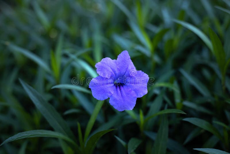 Κοντινό πλάνο της Ruellia simplex σε τροπικό κήπο Μεξικάνικη πετούνια, μεξικάνικο bluebell ή άγριο πετούνια Britton Άνθος λουλουδ στοκ φωτογραφία
