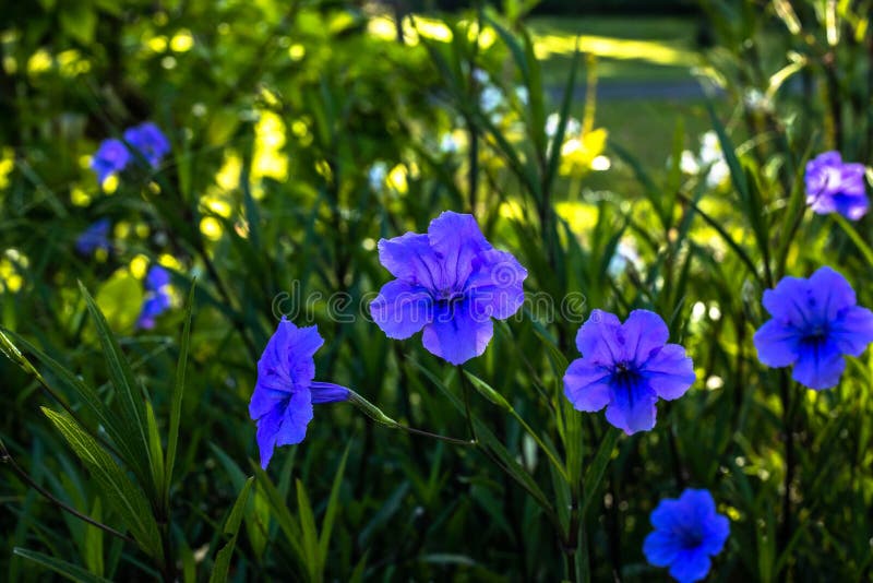 Κοντινό πλάνο της Ruellia simplex σε τροπικό κήπο Μεξικάνικη πετούνια, μεξικάνικο bluebell ή άγριο πετούνια Britton Άνθος λουλουδ στοκ φωτογραφία με δικαίωμα ελεύθερης χρήσης