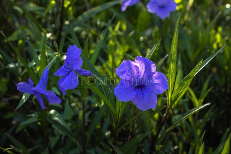 Κοντινό πλάνο της Ruellia simplex σε τροπικό κήπο Μεξικάνικη πετούνια, μεξικάνικο bluebell ή άγριο πετούνια Britton Άνθος λουλουδ στοκ εικόνα