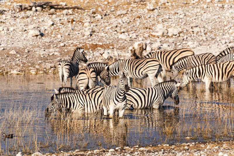 Κοπάδι Zebras σε ένα waterhole στη Ναμίμπια στοκ φωτογραφία με δικαίωμα ελεύθερης χρήσης Κοπάδι Zebras σε ένα waterhole στη Ναμίμπια στοκ φωτογραφία με δικαίωμα ελεύθερης χρήσης