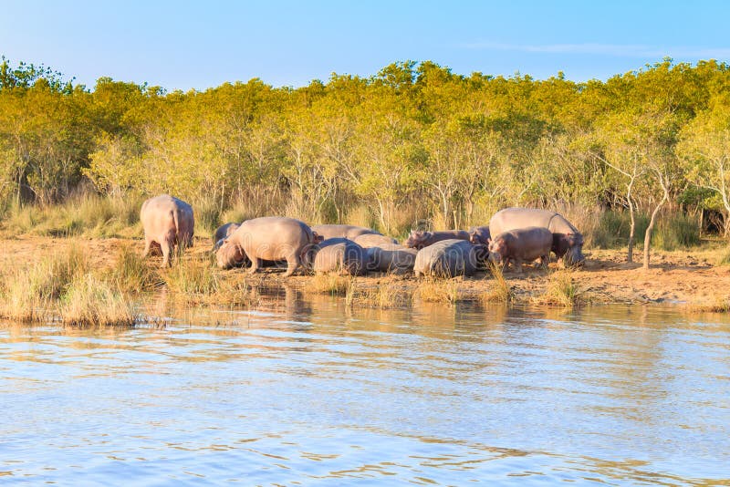 Κοπάδι των hippos που κοιμούνται, πάρκο υγρότοπου Isimangaliso, Νότια Αφρική στοκ φωτογραφία με δικαίωμα ελεύθερης χρήσης Κοπάδι των hippos που κοιμούνται, πάρκο υγρότοπου Isimangaliso, Νότια Αφρική στοκ φωτογραφία με δικαίωμα ελεύθερης χρήσης