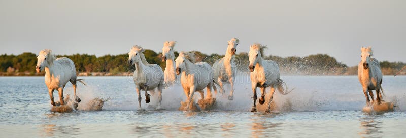 Κοπάδι των άσπρων αλόγων Camargue που τρέχουν μέσω του νερού στοκ φωτογραφία με δικαίωμα ελεύθερης χρήσης