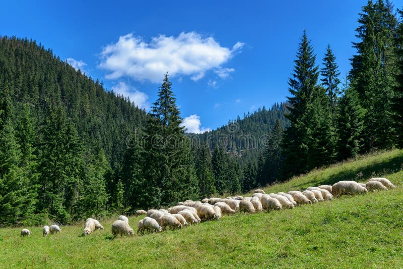 Κοπάδι των προβάτων στα βουνά Tatra, κοιλάδα Chocholowska, Πολωνία στοκ φωτογραφία με δικαίωμα ελεύθερης χρήσης Κοπάδι των προβάτων στα βουνά Tatra, κοιλάδα Chocholowska, Πολωνία στοκ φωτογραφία με δικαίωμα ελεύθερης χρήσης