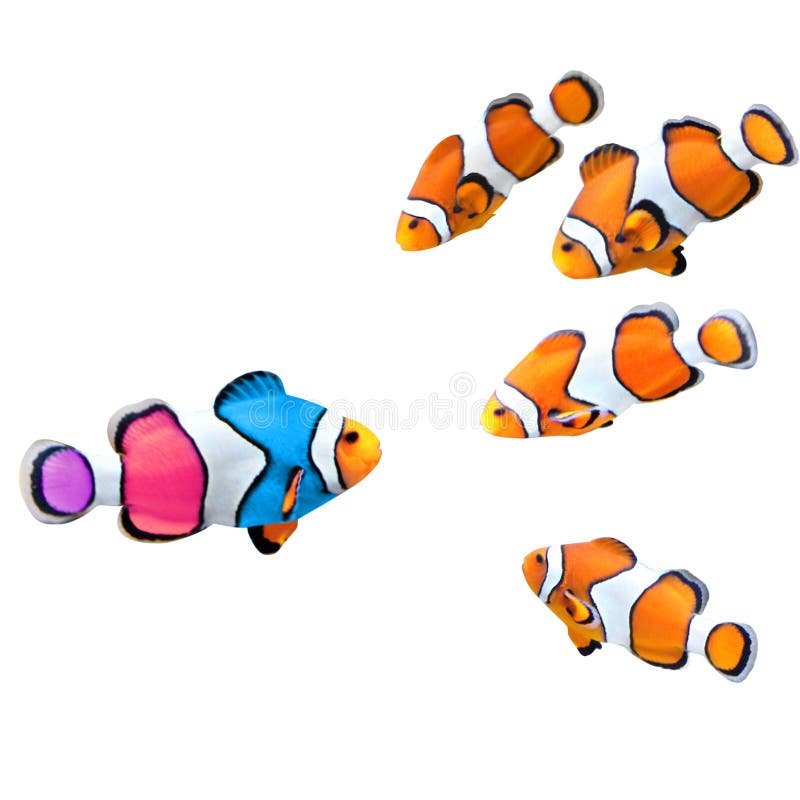 Κοπάδι των προτύπων clownfish και ένα ζωηρόχρωμο ψάρι στοκ φωτογραφία με δικαίωμα ελεύθερης χρήσης