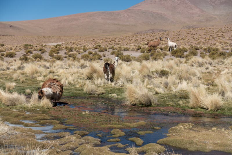 Κοπάδι llamas από τη λίμνη στο Altiplano, Άνδεις, Βολιβία στοκ εικόνες με δικαίωμα ελεύθερης χρήσης Κοπάδι llamas από τη λίμνη στο Altiplano, Άνδεις, Βολιβία στοκ εικόνες με δικαίωμα ελεύθερης χρήσης