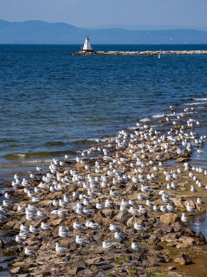 Κοπάδι Seagulls στην ακτή της λίμνης Champlain στο Βερμόντ στοκ εικόνες με δικαίωμα ελεύθερης χρήσης Κοπάδι Seagulls στην ακτή της λίμνης Champlain στο Βερμόντ στοκ εικόνες με δικαίωμα ελεύθερης χρήσης