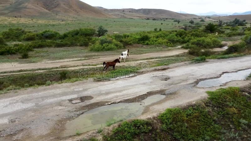 κοπάδι αλόγων στο αγρόκτημα όμορφα αγρόκτημα φύση πράσινα κατοικίδια ζώα. αγροτική ελευθερία εκτός