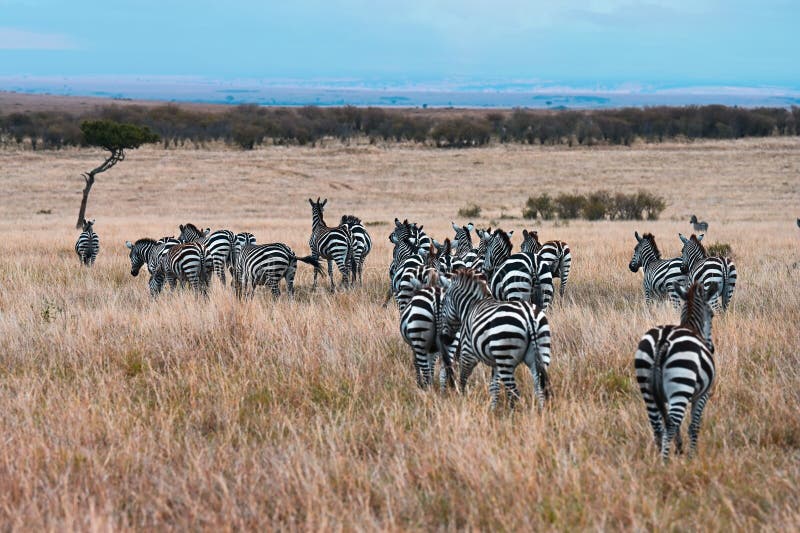 Herd of African zebras graze in the savannah in the natural environment of Kenya, Africa. Herd of African zebras graze in the savannah in the natural environment of Kenya, Africa