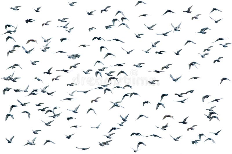 Flock of birds over white (isolated form the background). Flock of birds over white (isolated form the background)