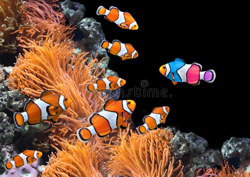 Κοπάδι των προτύπων clownfish και ένα ζωηρόχρωμο ψάρι στοκ εικόνες