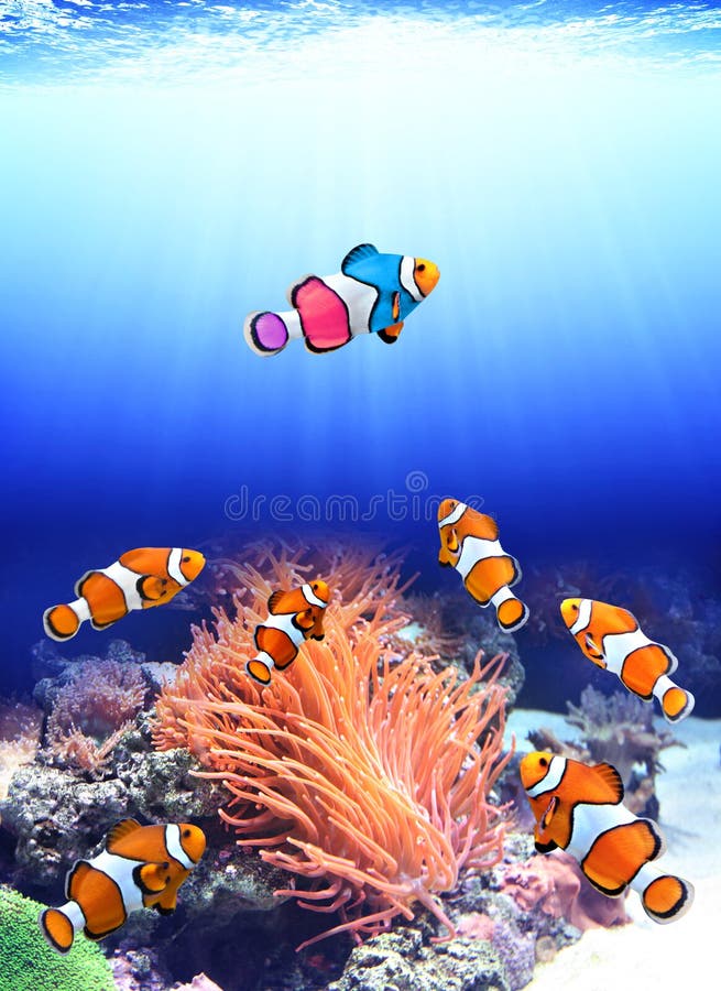 Κοπάδι των προτύπων clownfish και ένα ζωηρόχρωμο ψάρι στοκ εικόνα με δικαίωμα ελεύθερης χρήσης