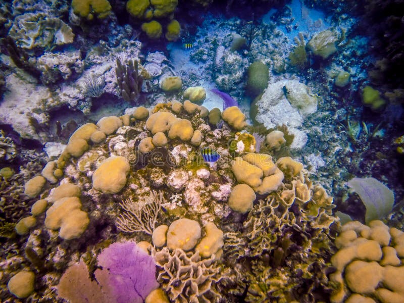 Belize Coral Reef Underwater and fish near Caye Caulker. Belize Coral Reef Underwater and fish near Caye Caulker