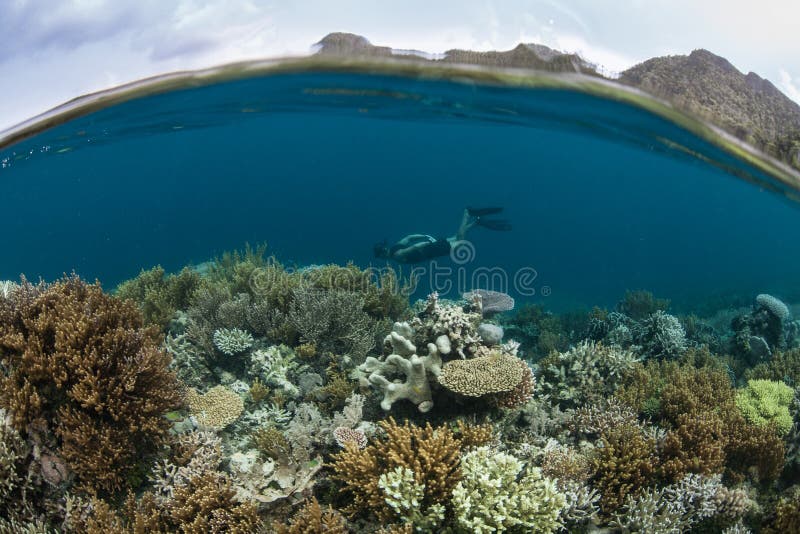 Κοραλλιογενής ύφαλος και Snorkeler σε Raja Ampat στοκ φωτογραφίες Κοραλλιογενής ύφαλος και Snorkeler σε Raja Ampat στοκ φωτογραφίες