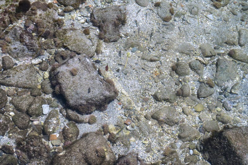 Top view of Sea anemone and algae over the sand in the see. Top view of Sea anemone and algae over the sand in the see.