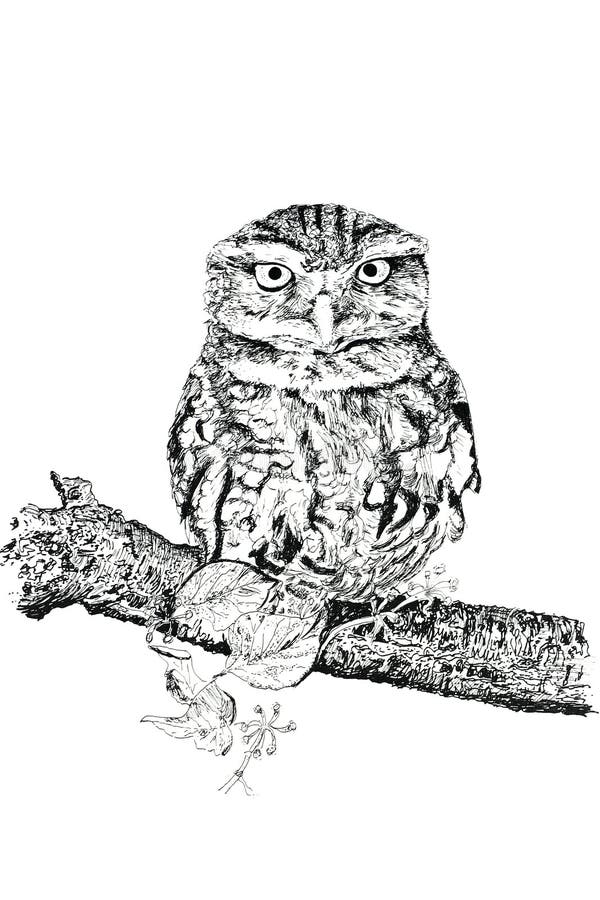 Tawny owl perched on a branch, against a white background, pen and ink hand drawn illustration. Tawny owl perched on a branch, against a white background, pen and ink hand drawn illustration.