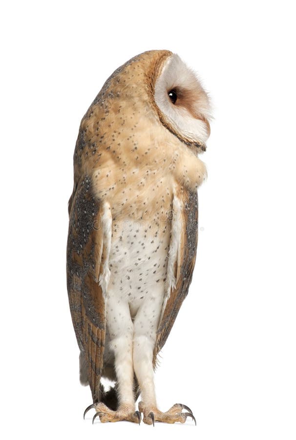 Κουκουβάγια σιταποθηκών, Tyto alba, 4 μηνών, στάση στοκ φωτογραφία με δικαίωμα ελεύθερης χρήσης