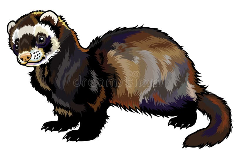 Ferret,mustela putorius furo,side view illustration isolated on white background. Ferret,mustela putorius furo,side view illustration isolated on white background