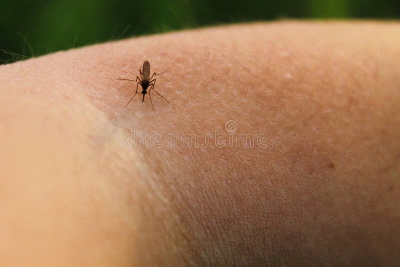 Κουνούπι-Piskun (Culex pipiens) στοκ φωτογραφίες Κουνούπι-Piskun (Culex pipiens) στοκ φωτογραφίες