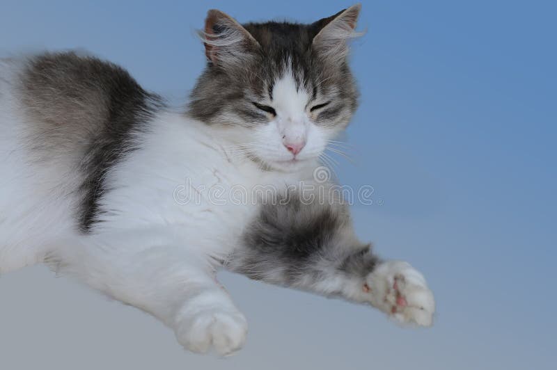 Portrait of a white and gray   tired  little tabby cat with closed eyes on blue. Portrait of a white and gray   tired  little tabby cat with closed eyes on blue