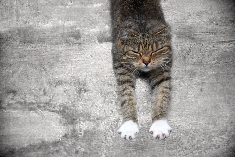 Portrait of a a comfortably stretching tired  little tabby cat with closed eyes on grey. Portrait of a a comfortably stretching tired  little tabby cat with closed eyes on grey