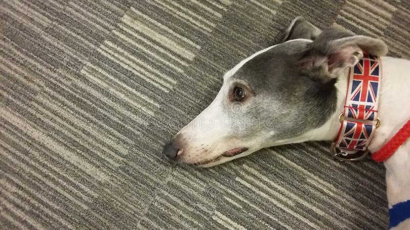 Greyhound dog laying on grey carpet. Greyhound dog laying on grey carpet