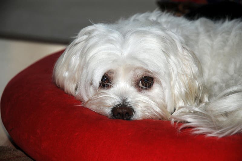 Tired  and sad little maltese dog lying on a red pillow. Tired  and sad little maltese dog lying on a red pillow