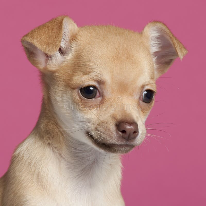 Close-up of Chihuahua puppy, 2 months old, in front of pink background. Close-up of Chihuahua puppy, 2 months old, in front of pink background