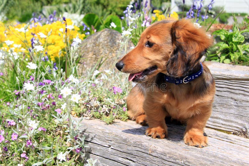 Κουτάβι Dachshund στοκ φωτογραφία με δικαίωμα ελεύθερης χρήσης Κουτάβι Dachshund στοκ φωτογραφία με δικαίωμα ελεύθερης χρήσης