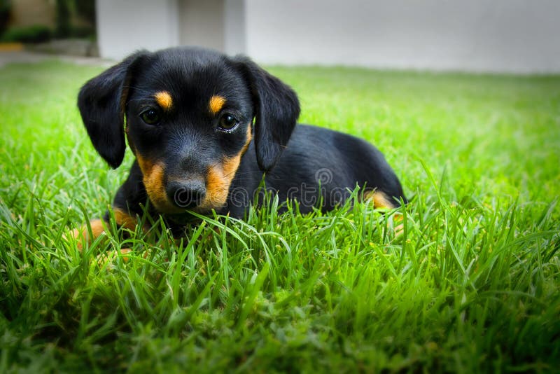 Κουτάβι Dachshund στοκ φωτογραφία με δικαίωμα ελεύθερης χρήσης Κουτάβι Dachshund στοκ φωτογραφία με δικαίωμα ελεύθερης χρήσης