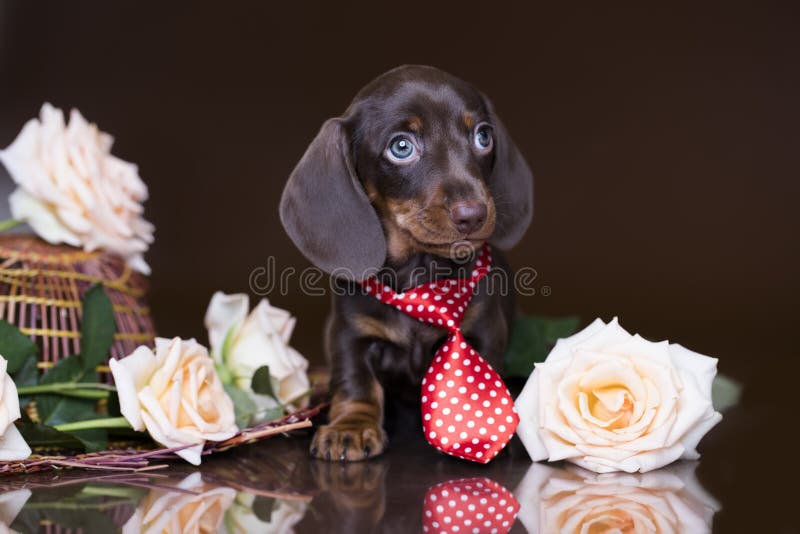 Κουτάβι dachshund στοκ εικόνα Κουτάβι dachshund στοκ εικόνα